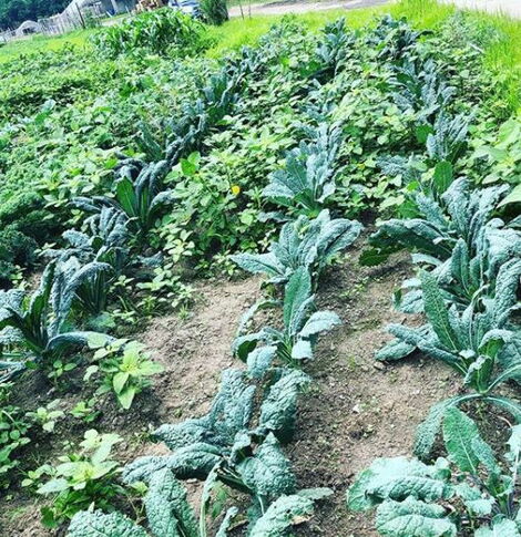 Some of the traditional vegetables Henrietta grows on her farm.