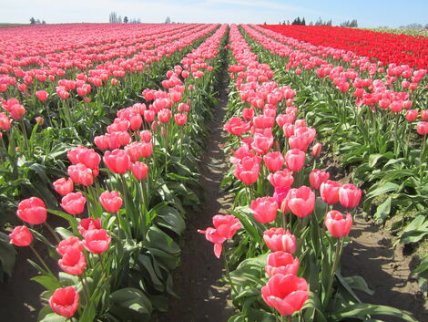 A neat flower farm in Naivasha, Kenya.