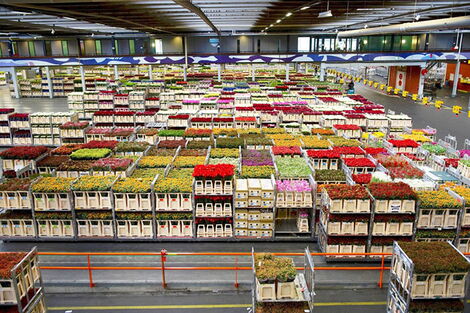 Different types of flowers in containers 