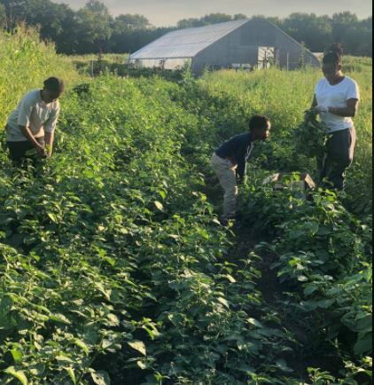 The family is involved in taking care of the farm in the US