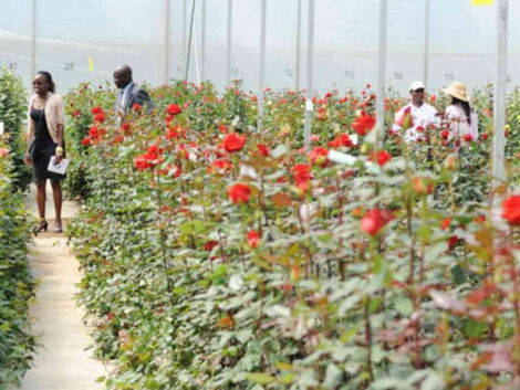 A flower farm at Karuturi, Naivasha during its fruitful days, before closure in 2014