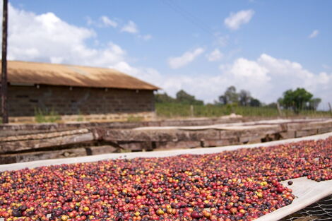Coffee aired out to dry after harvesting in Kenya