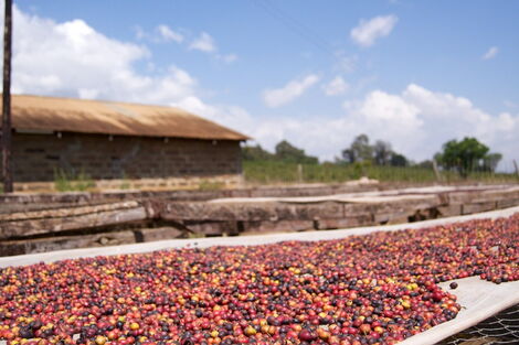Aerated coffee to dry after harvest in Kenya