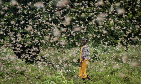A farmer walks by a swarm of desert locusts in Kenya in January 2020