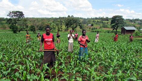 Image of Kenyans cultivating in a maize farm