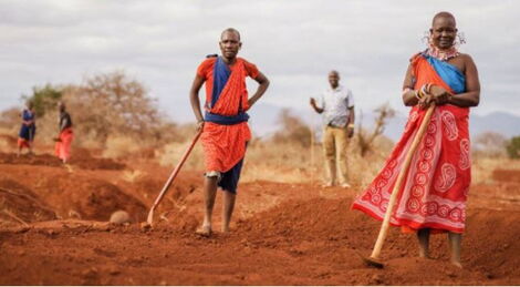 Members of the Maasai Community in the field digging rainwater harvesting bunds