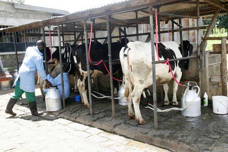 File image of people milking dairy cows.