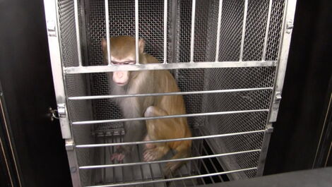 A monkey caged at the National Institutes of Health, US, facilities