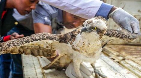  A rare Osprey Bird that flew over 7000 kilometres from Finland died in Kenya in January 2020.