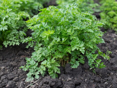 An image of Parsley plantation.