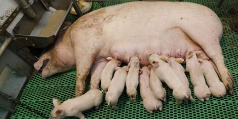 An image of a sow lactating piglets.