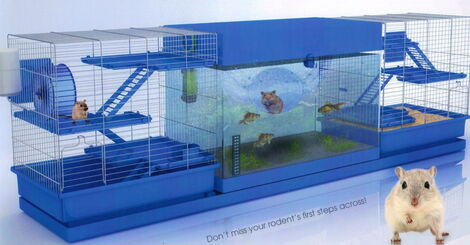 Rodents Aquatic