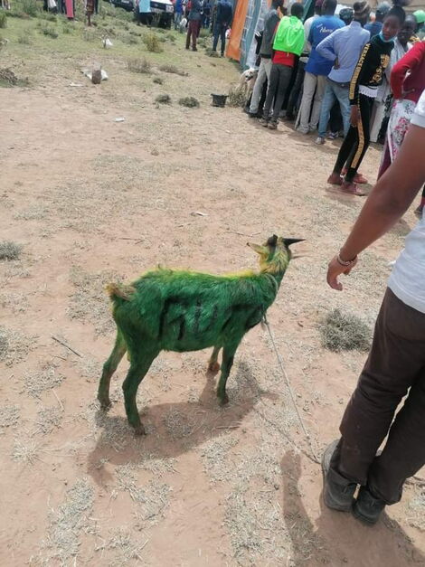 A photo of a goat branded with Deputy President Willian Ruto's name during a rally in Nakuru County on November 7, 2021.