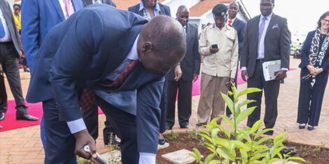 President William Ruto planting a tree during the commissioning of the Thiba dam on October , 15, 2022.