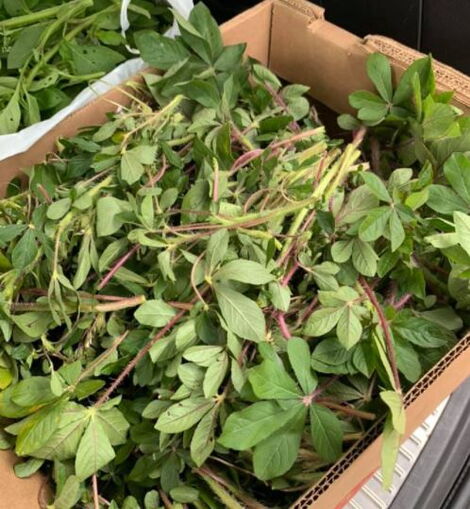 A delivery of a traditional vegetable 'sagaa' from Henrietta's farm in the US