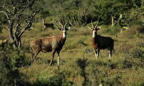 Sitatunga Antelopes at Saiwa Swamp National Park