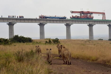 Standard Gauge Railway passing through Nairobi National Park and lions watching from a distance 