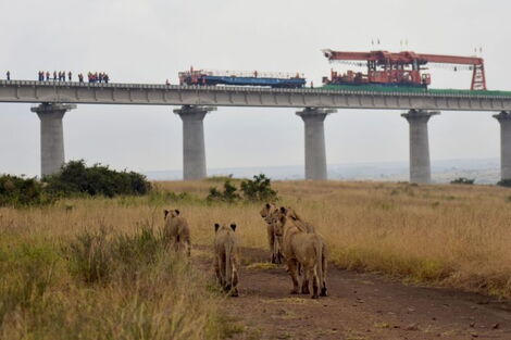 Standard Gauge Railway passing through Nairobi National Park and lions watching from a distance