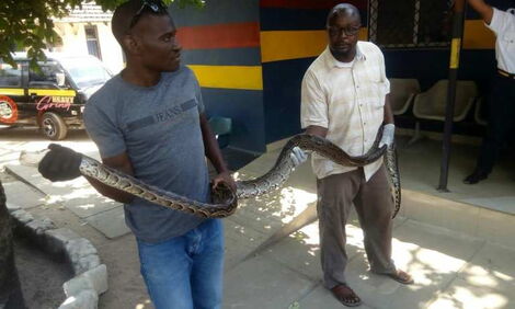 KWS officers display the python that was nabbed at the Likoni crossing channel on February 11