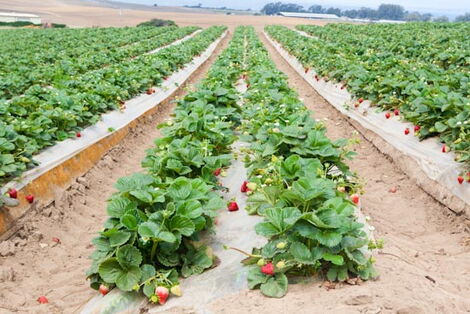 A row of Strawberry crops planted on a farm in Kenya.