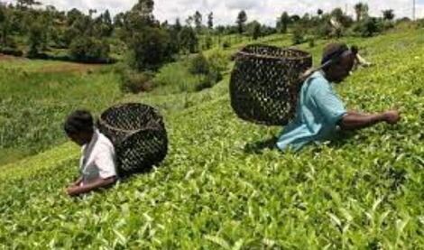 Tea farmers in the field