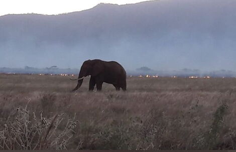 An elephant walks by as the fire rages on at Tsavo East National Park on May 29, 2020.