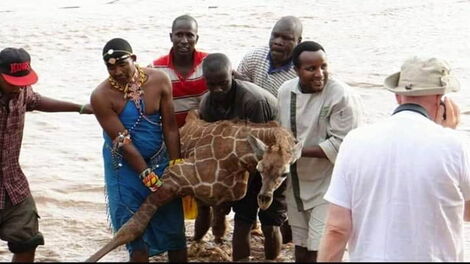 Rangers save a baby giraffe from the Ewaso Ngiro River on May 19, 2020