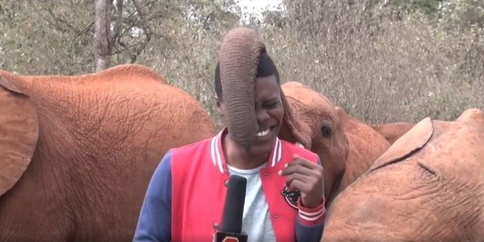 KBC Journalist Who Warmed Hearts Playing With Elephant Helps Family Reunite With Missing Child