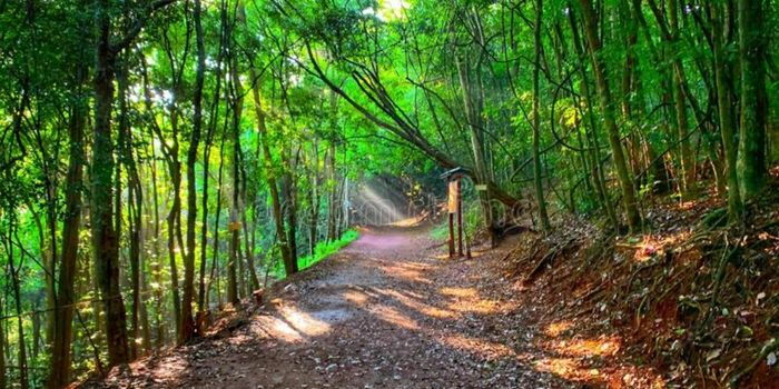 Maraga Slams Ruto, Issues Way Forward Over Karura Forest Fee Hike