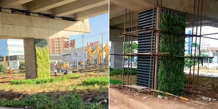 Nairobi Expressway Covered With Unique Creeper Plants [VIDEO]
