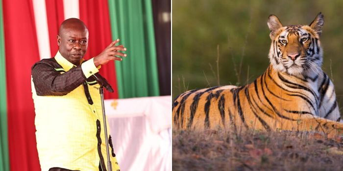 Gachagua Responds to Critics After Claiming Kenya Has Tigers [VIDEO]
