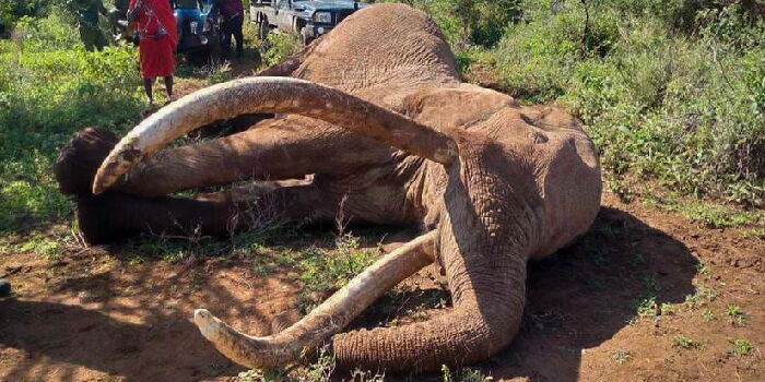 What Will Happen to Super Tusker Craig's Remains? -KWS Reveals