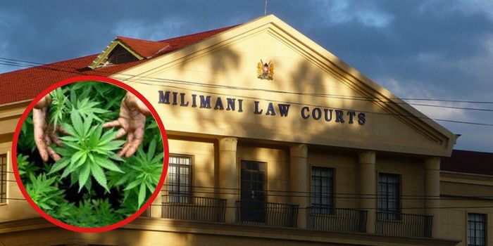 High Court Sets March 19 to Decide Bhang Legalization Case, Warns Police Against Harassing Petitioners