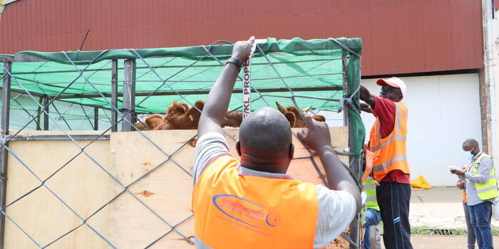 Kenya Exports 50 Cows to Nigeria