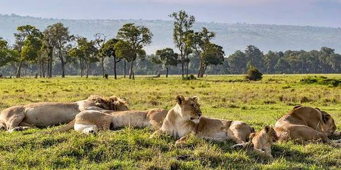 Two Lionesses Escape Nairobi National Park, Spotted Near Ongata Rongai