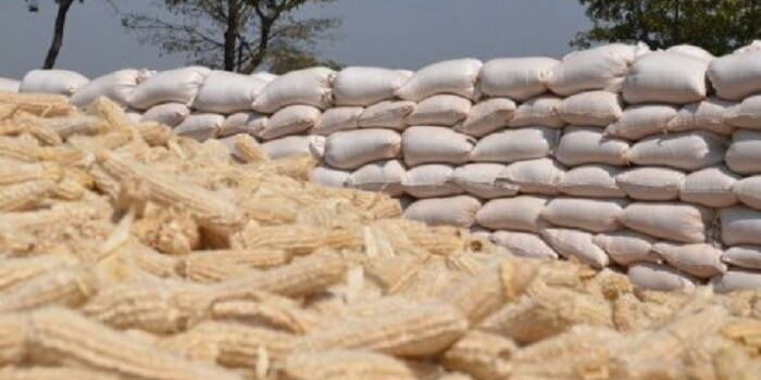 Image result for Maize scanda Kenya