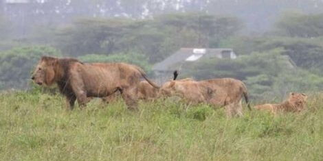 The pride of stray lions which were sighted outside the Nairobi National Park in October 2019.
