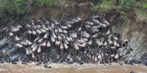 Wildebeest crossing the Mara River.