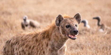 File image of a hyena