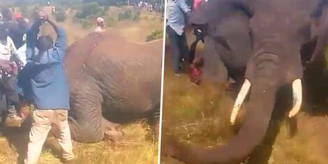 https://www.kenyans.co.ke/files/styles/article_style_mobile/public/images/news/elephant_3.jpg?itok=xrnd2tdX https://www.kenyans.co.ke/files/styles/article_style_mobile/public/images/news/elephant_3.jpg?itok=xrnd2tdX