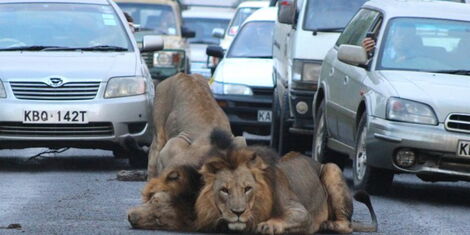 Image result for lion spotted in cabanas