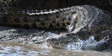 Image result for crocodile attacks in Tana river